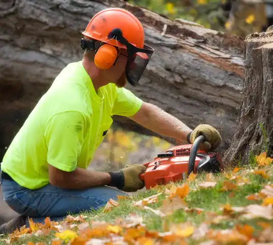 tree services White Meadow Lake